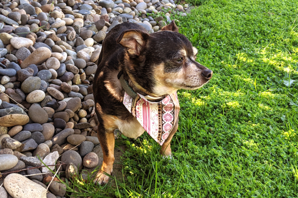 ITH Pet Collar Bandana Slider: A Design Review for Boutique Apparel